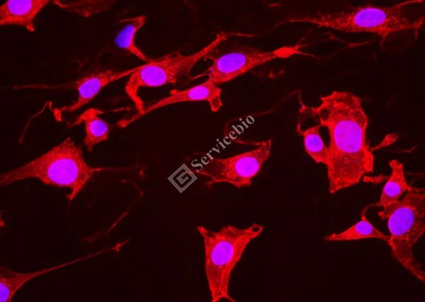 ® IF555-Wheat Germ Agglutinin (WGA，Red Light)