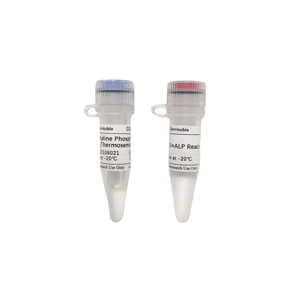 Alkaline Phosphatase (Thermosensitive)