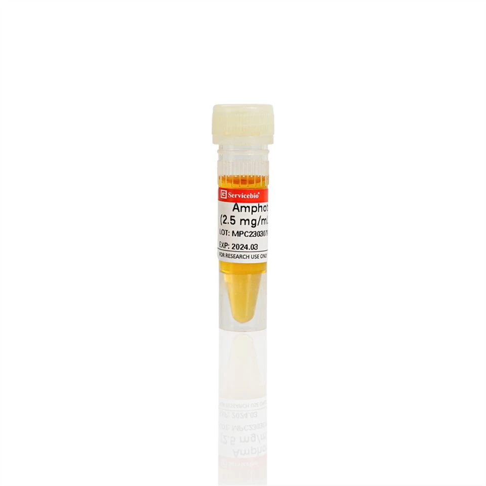 Amphotericin B (2.5 Mg/mL in DMSO)