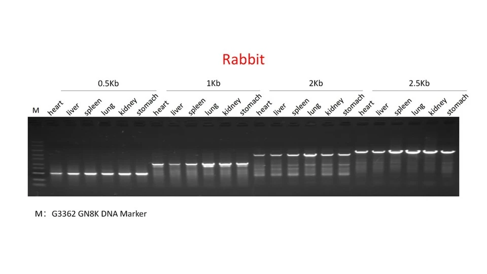 Animal Tissue Direct PCR Kit