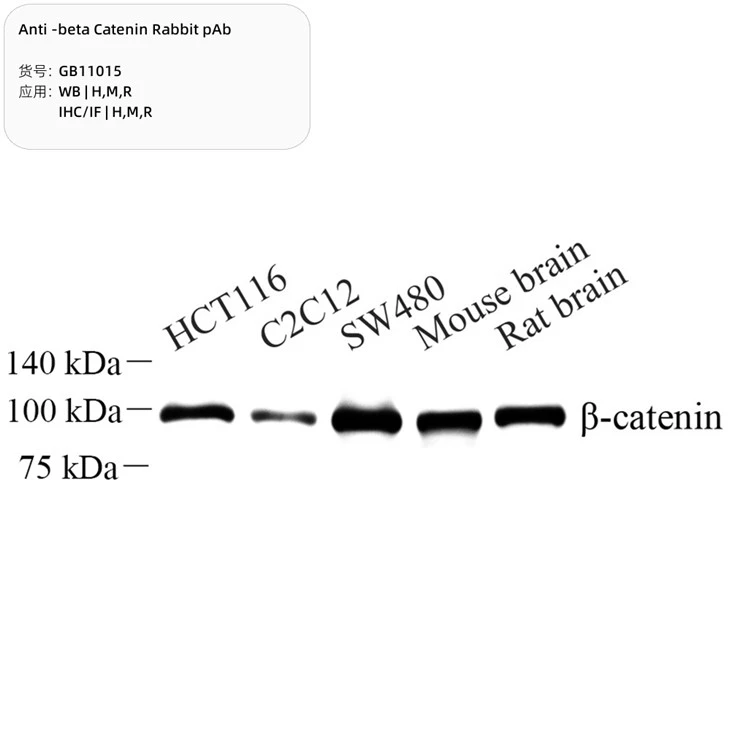 Anti-beta Catenin Rabbit PAb