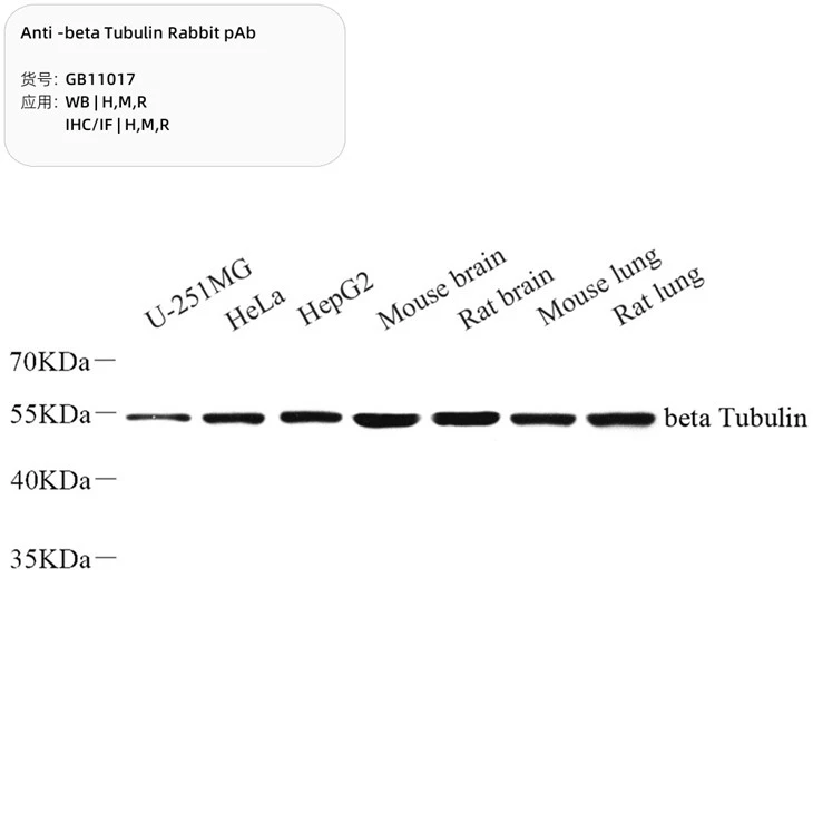 Anti-beta Tubulin Rabbit PAb