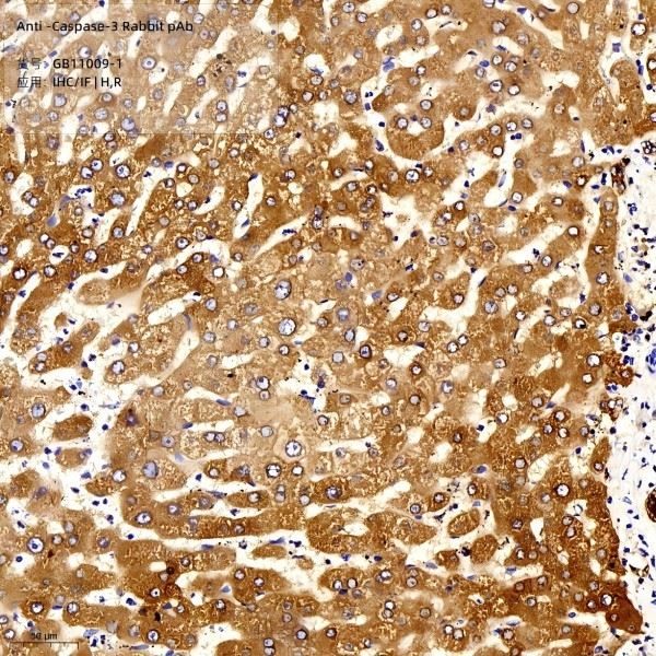Anti-Caspase-3 Rabbit PAb