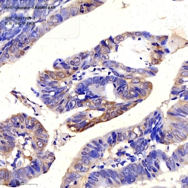 Anti-Caspase-3 Rabbit PAb