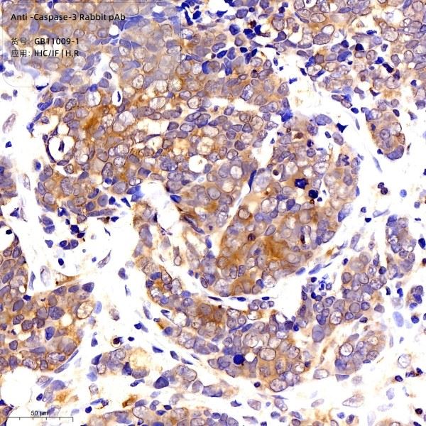 Anti-Caspase-3 Rabbit PAb