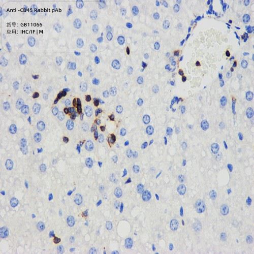Anti-CD45 Rabbit PAb