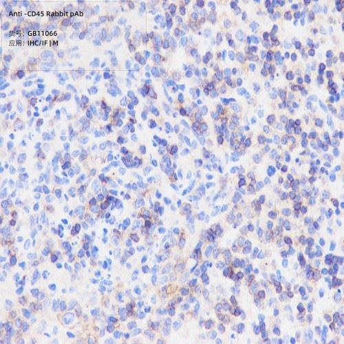 GB11066-100 Anti-CD45 Rabbit pAb-3