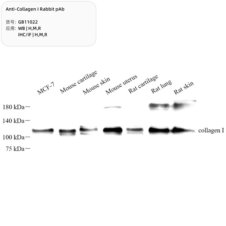 Anti-Collagen I Rabbit PAb