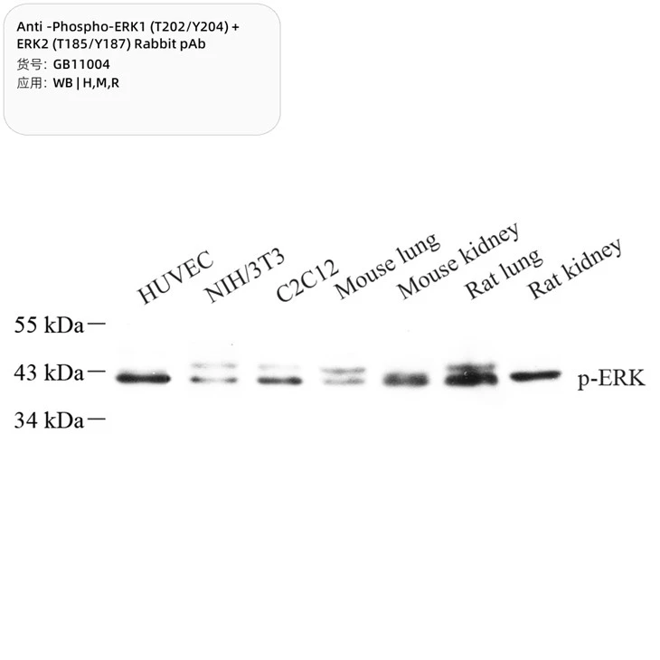 Anti-Phospho-ERK1 (T202/Y204) + ERK2 (T185/Y187) Rabbit PAb