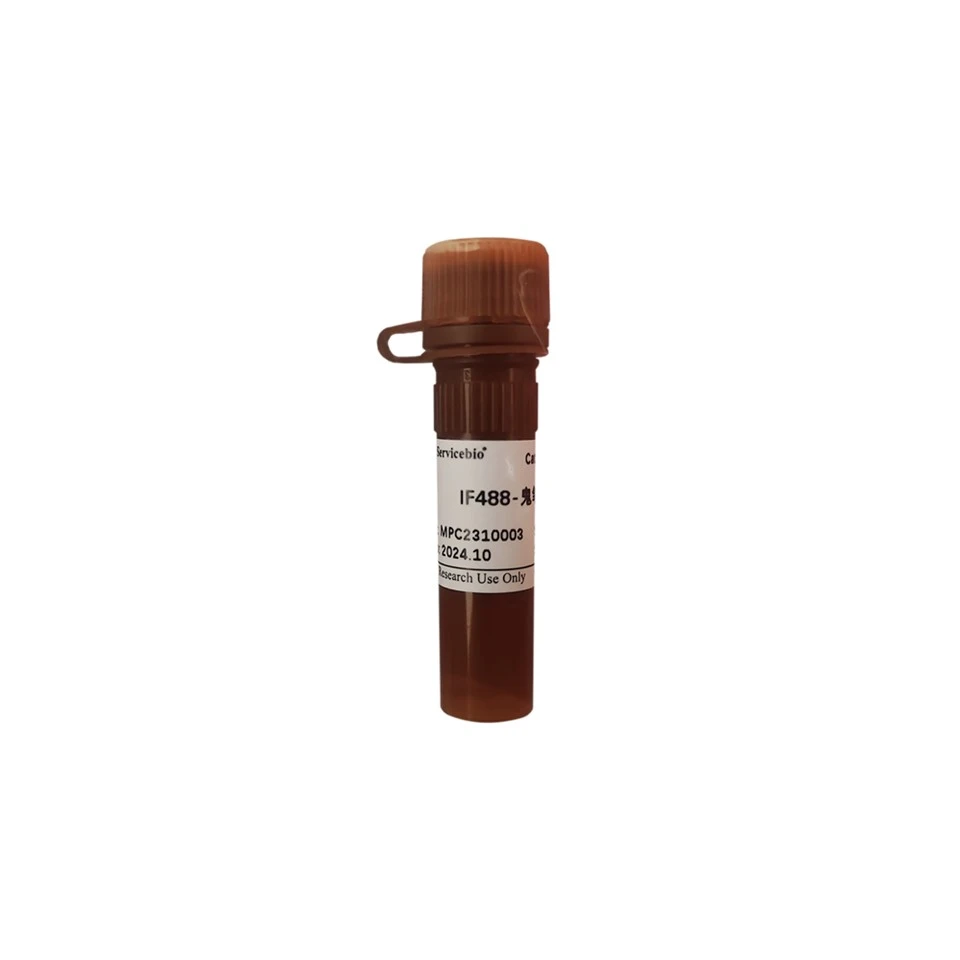 IF488-Phalloidin Stain