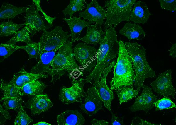 IF488-Wheat Germ Agglutinin（WGA，Green Light）