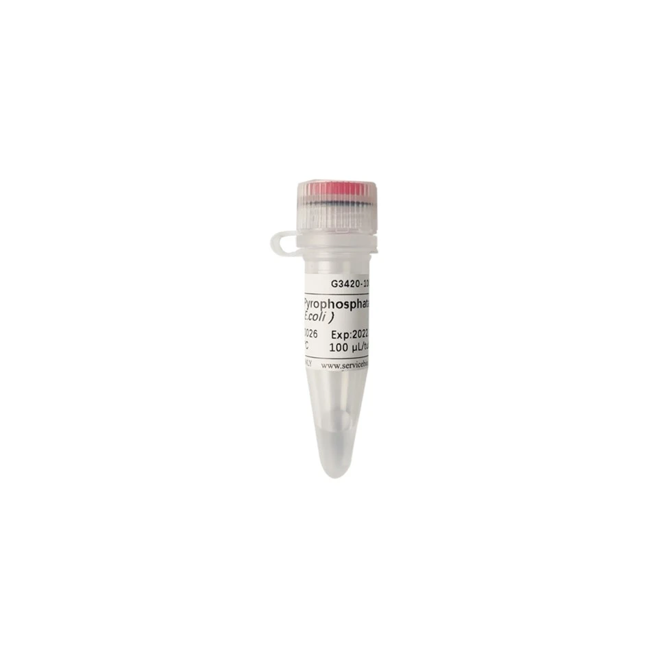 Inorganic Pyrophosphatase (E.coli)