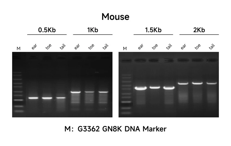 Mouse Genotyping Kit