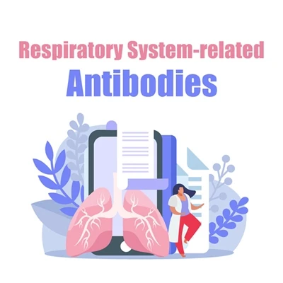 Antibody Focus | Respiratory System-related Antibodies