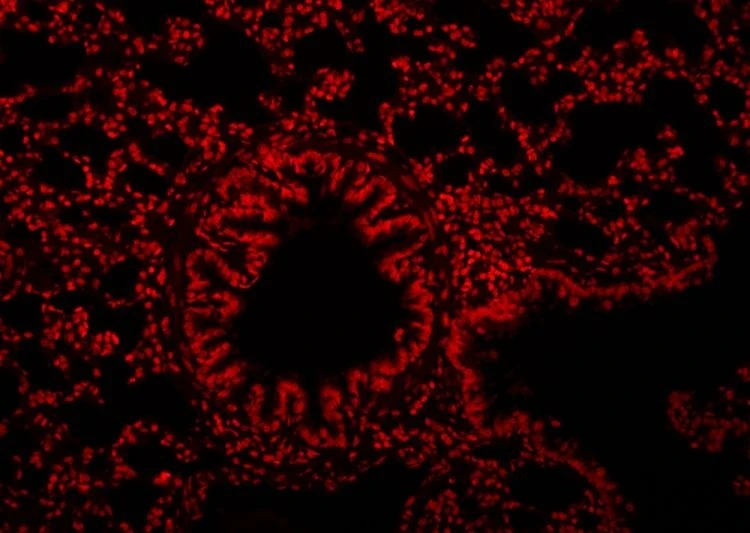1647940501511099903(001)