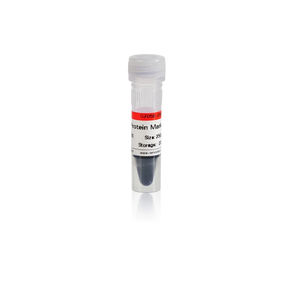 Prestained Protein Marker II (10-200 KDa)