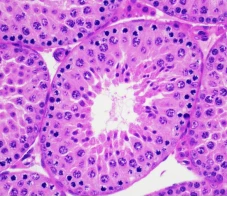Animal Testicular Tissue Fixative Solution3