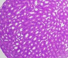 Animal Testicular Tissue Fixative Solution
