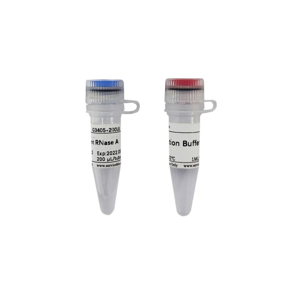 Recombinant RNase A（10mg/mL）