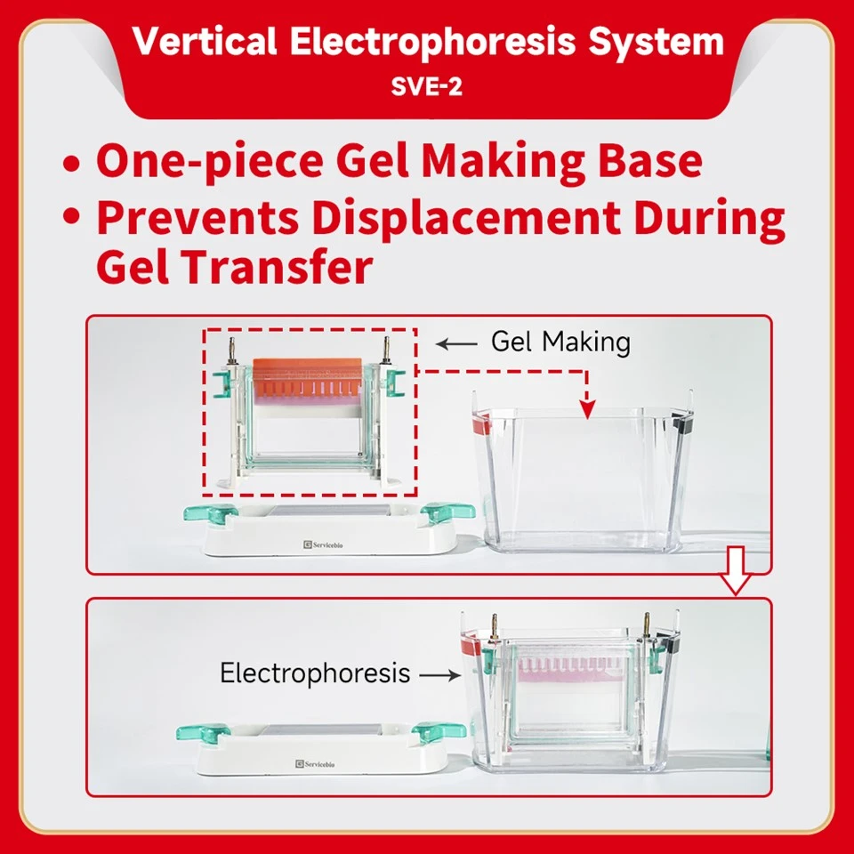 Vertical Electrophoresis System